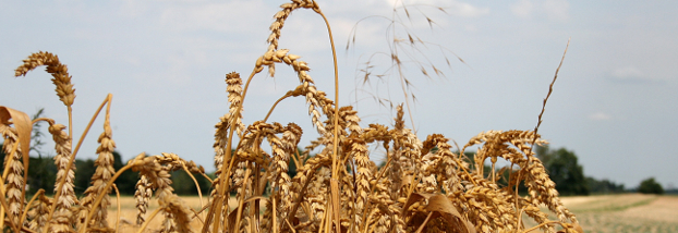Kommission will Gesetzgebung zum Bio-Anbau umgestalten