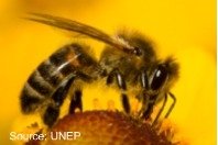 EU will GAP-Mittel für Schutz der Biodiversität nutzen