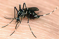 Fortschritte der EU-Forschung im Kampf gegen Malaria