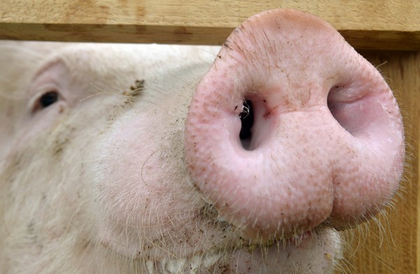 Strukturwandel in der Landwirtschaft hält an