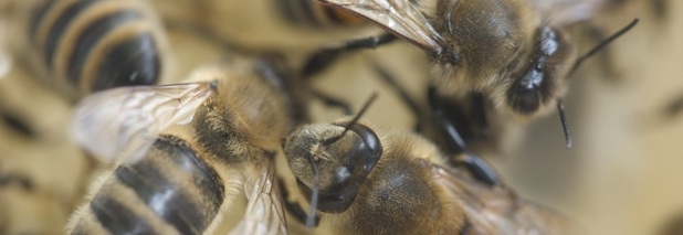 Bienensterben: EU prüft befristeten Pestizid-Verzicht