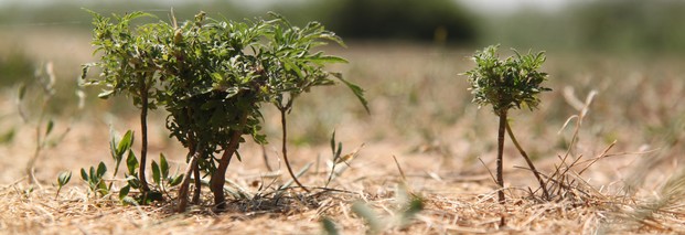 Klimafinanzierung: Keine Äpfel mit Birnen vergleichen