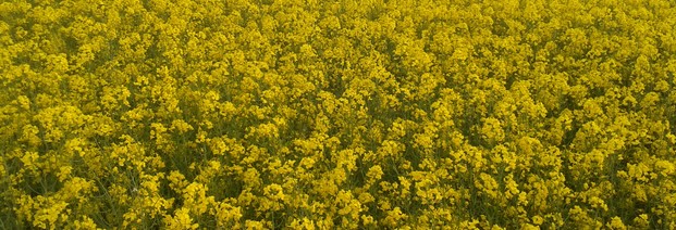 Biosprit: Neuausrichtung der EU-Agrarkraftstoffpolitik