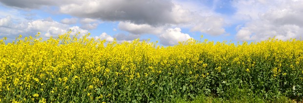Wo bleiben die Ziele für Erneuerbare im Verkehrssektor nach 2020?