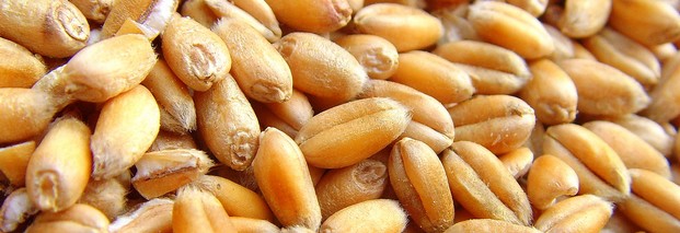 Mit Köpfchen und Spaten gegen Hunger und Armut