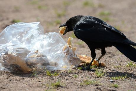 "Durchbruch für die Reduzierung von Plastikmüll"