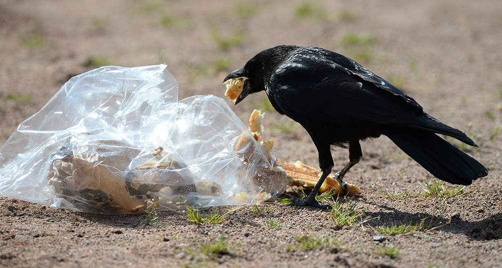 Umweltschutz: EU beschließt schrittweises Aus für Plastiktüten