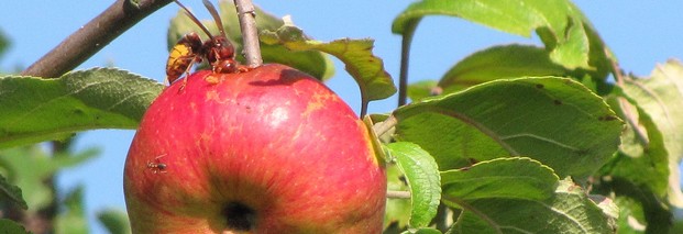EU-Biodiversitätsstrategie: "Die Würfel fallen im Herbst"