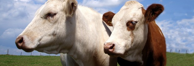 Neues Bündnis zwischen Milchbauern und NGOs