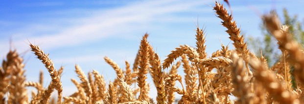 OECD und FAO: Rohstoffe und Lebensmittel teurer