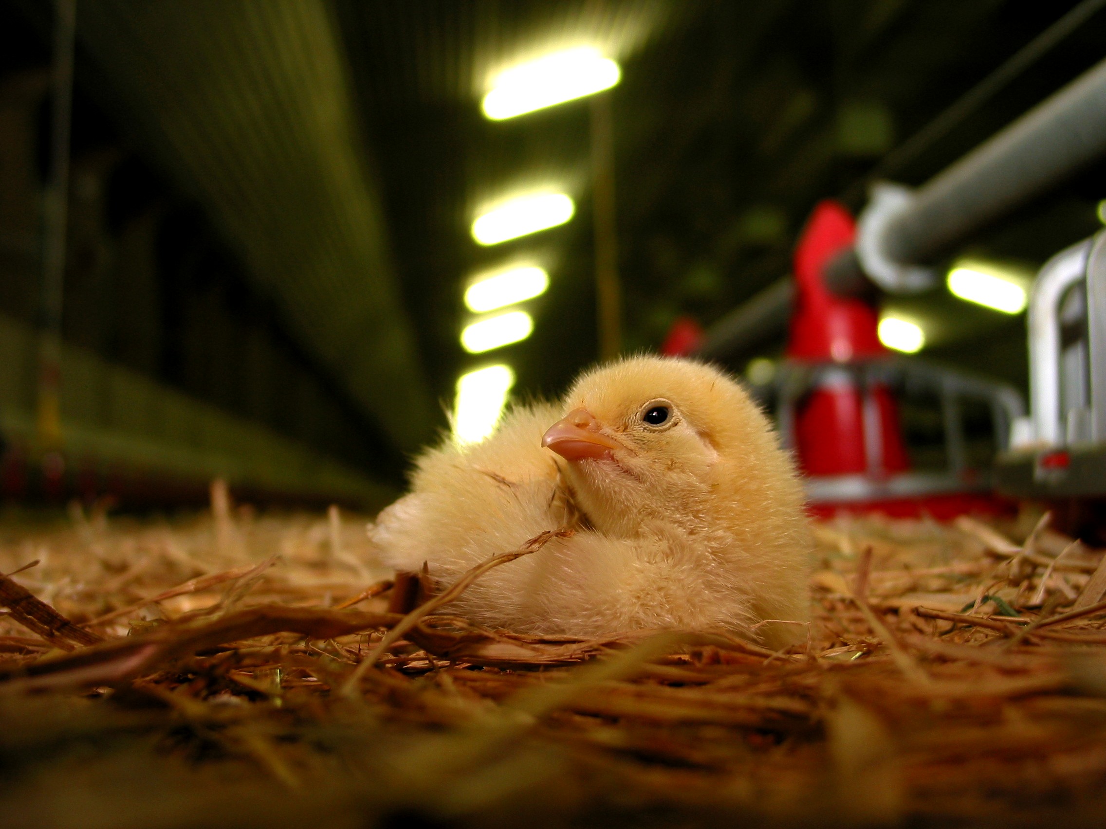 Bioprodukte: Neue EU-Verordnung könnte Öko-Landbau ausbremsen