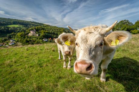 Paris steht hinter Entschließung des EU-Parlaments zur Ursprungskennzeichnung von Fleisch