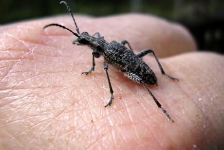 Industrie: EU-Bürger sollten mehr Insekten essen