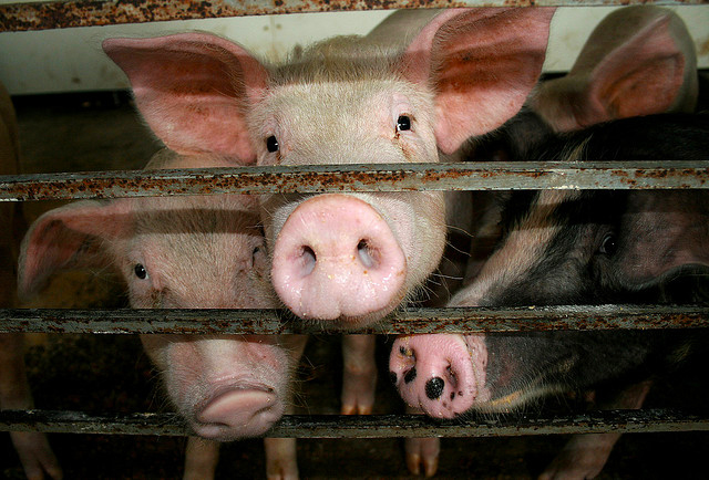 Antibiotika-Resistenz: Bundesregierung sagt Killer-Keimen den Kampf an