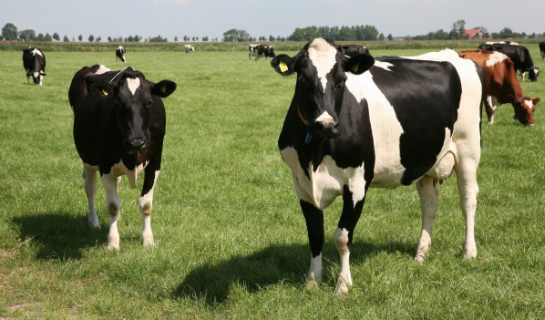 EU-Abgeordnete stimmen für Verbot von Produkten aus Klontieren