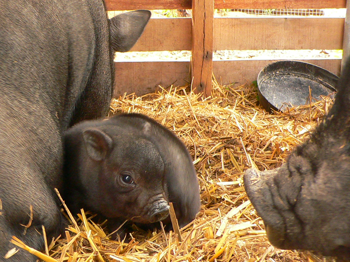Antibiotika in der Tierzucht: Experten warnen vor wachsender Zahl tödlicher Erreger