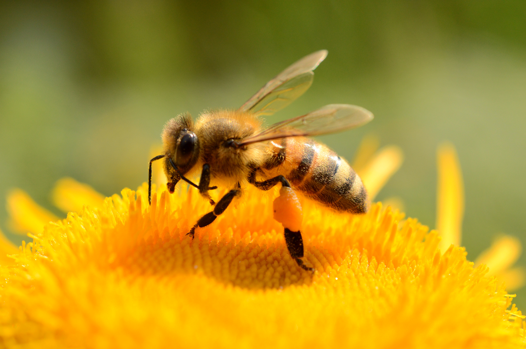 Insektenschutz: Blühstreifen und Teilverbote reichen nicht