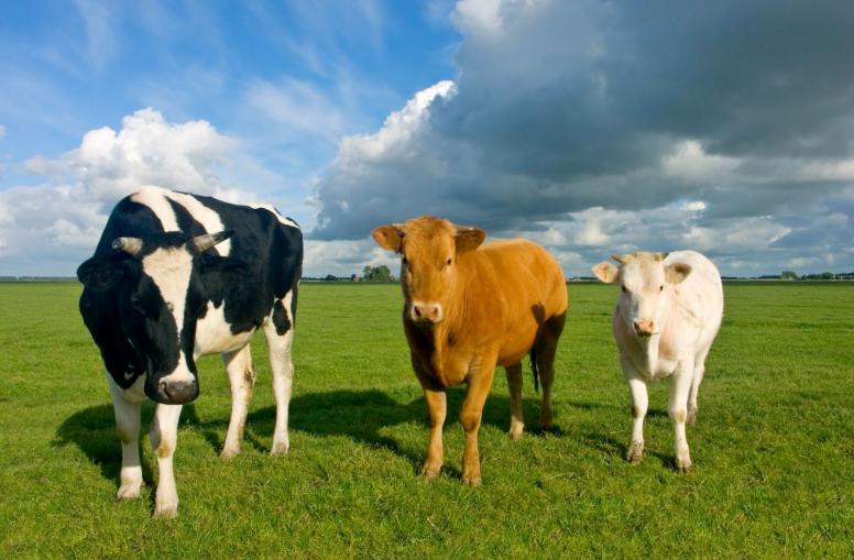 Bauern-Krise in Frankreich: EU-Hilfsmaßnahmen zeigen kaum Wirkung