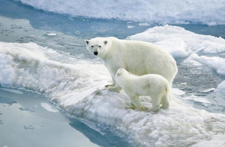 Artenschutz: Eisbären leiden unter Abkühlung der Russland-NATO-Beziehungen
