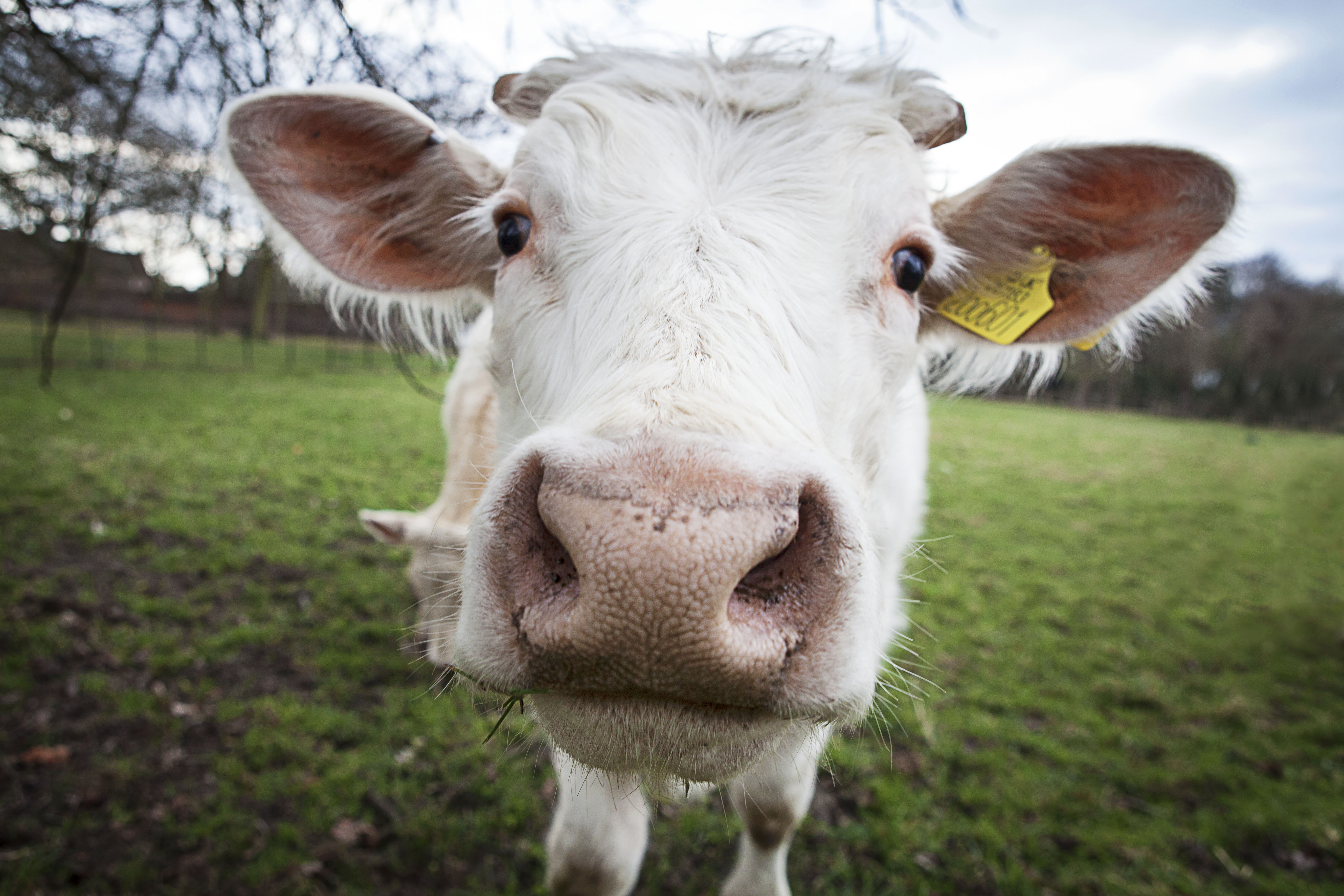 EU-Hilfspaket: 500 Millionen Euro für Milchbauern