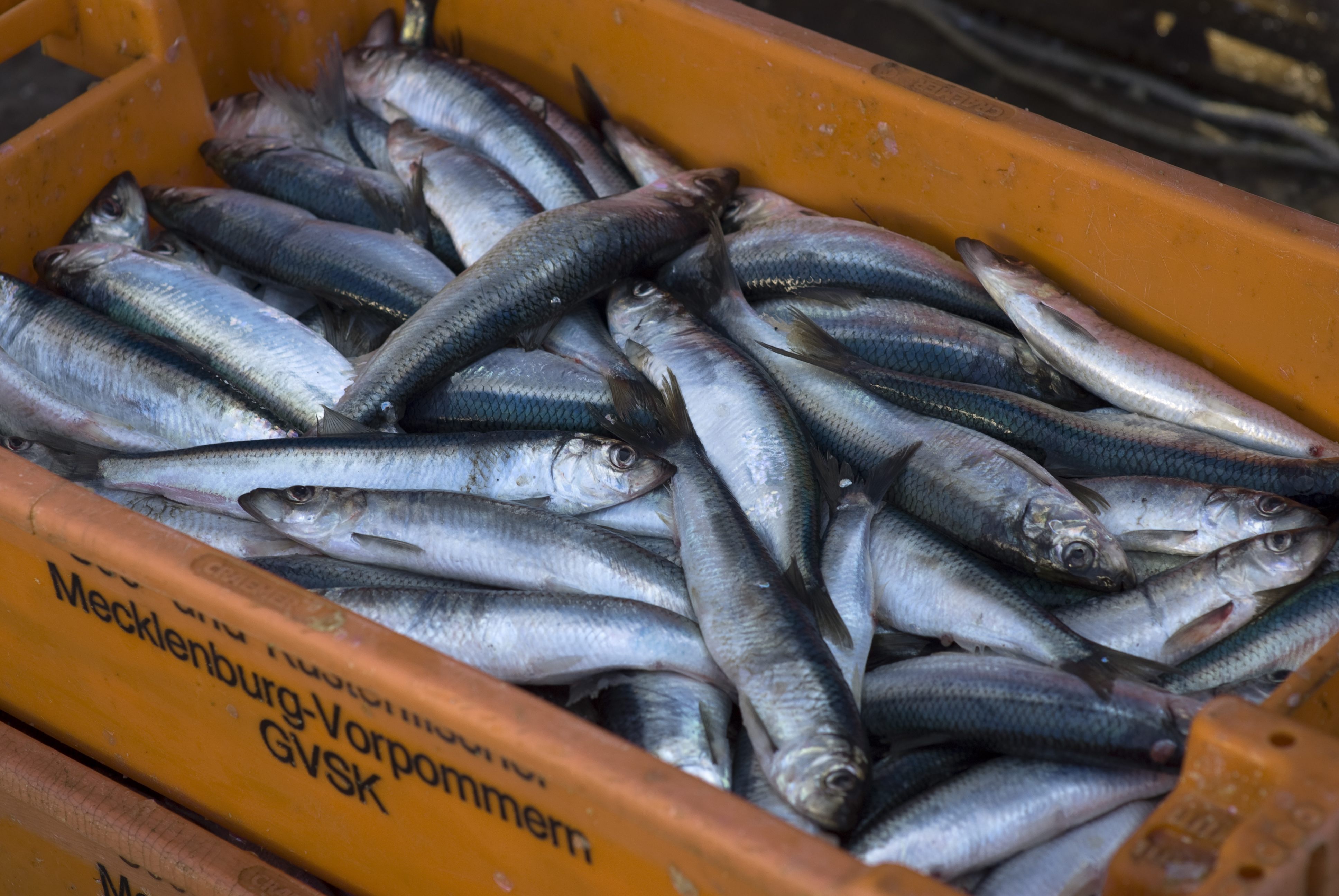 Neustart der WTO-Verhandlungen zu Fischereibeihilfen