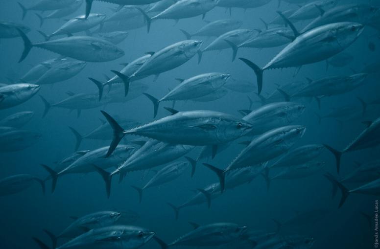 EU-Rechnungshof: EU verschwendet hohe Summen bei Fischimporten