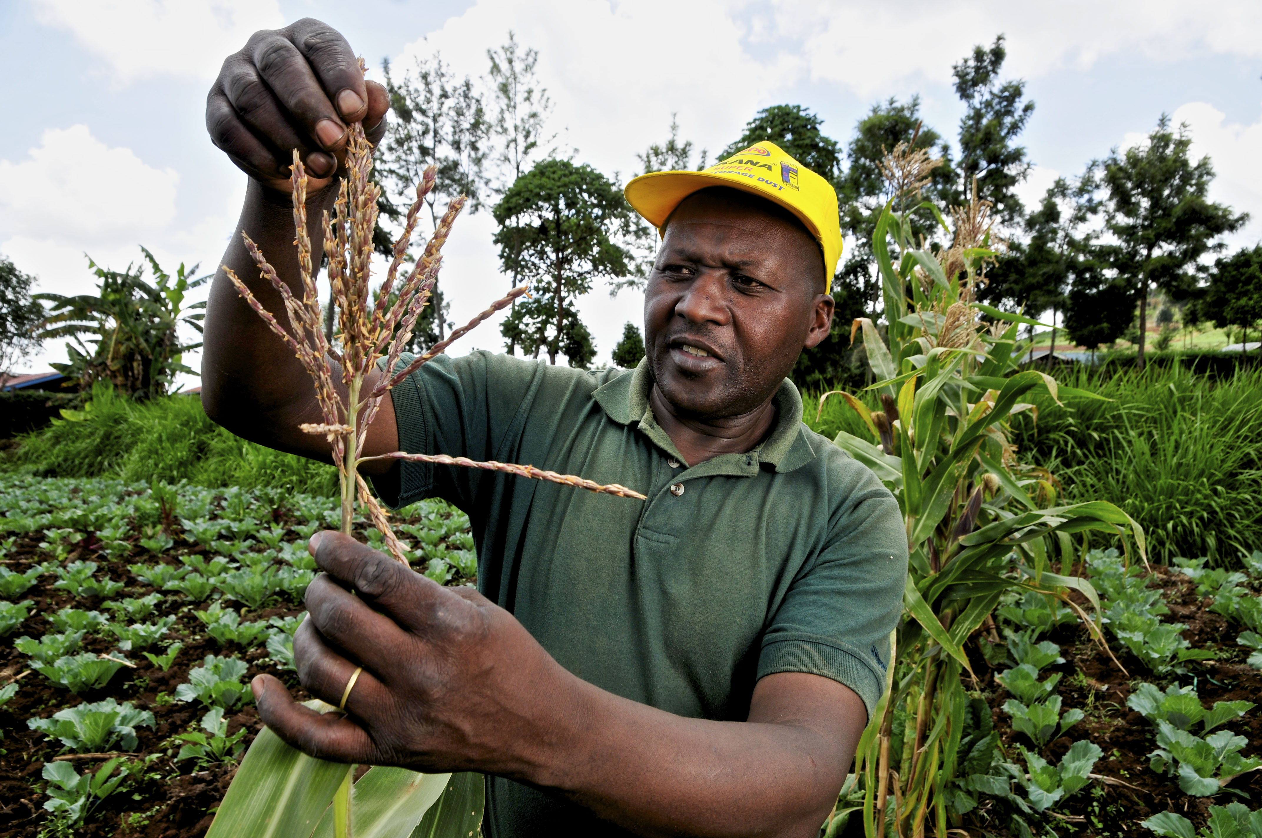 Kenias EU-Export: Gut für Europäer, schlecht für Kenianer