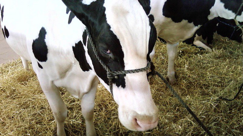 Studie: EU-Klimaziele nur mit weniger Rindfleisch- und Milchprodukten erreichbar
