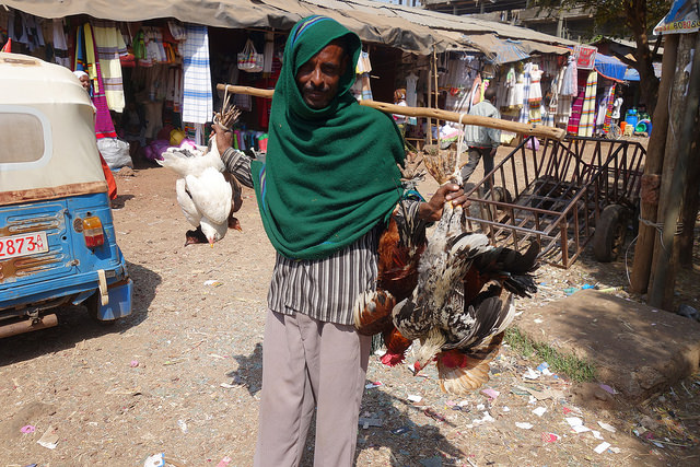 Livestock market Bahir Dar