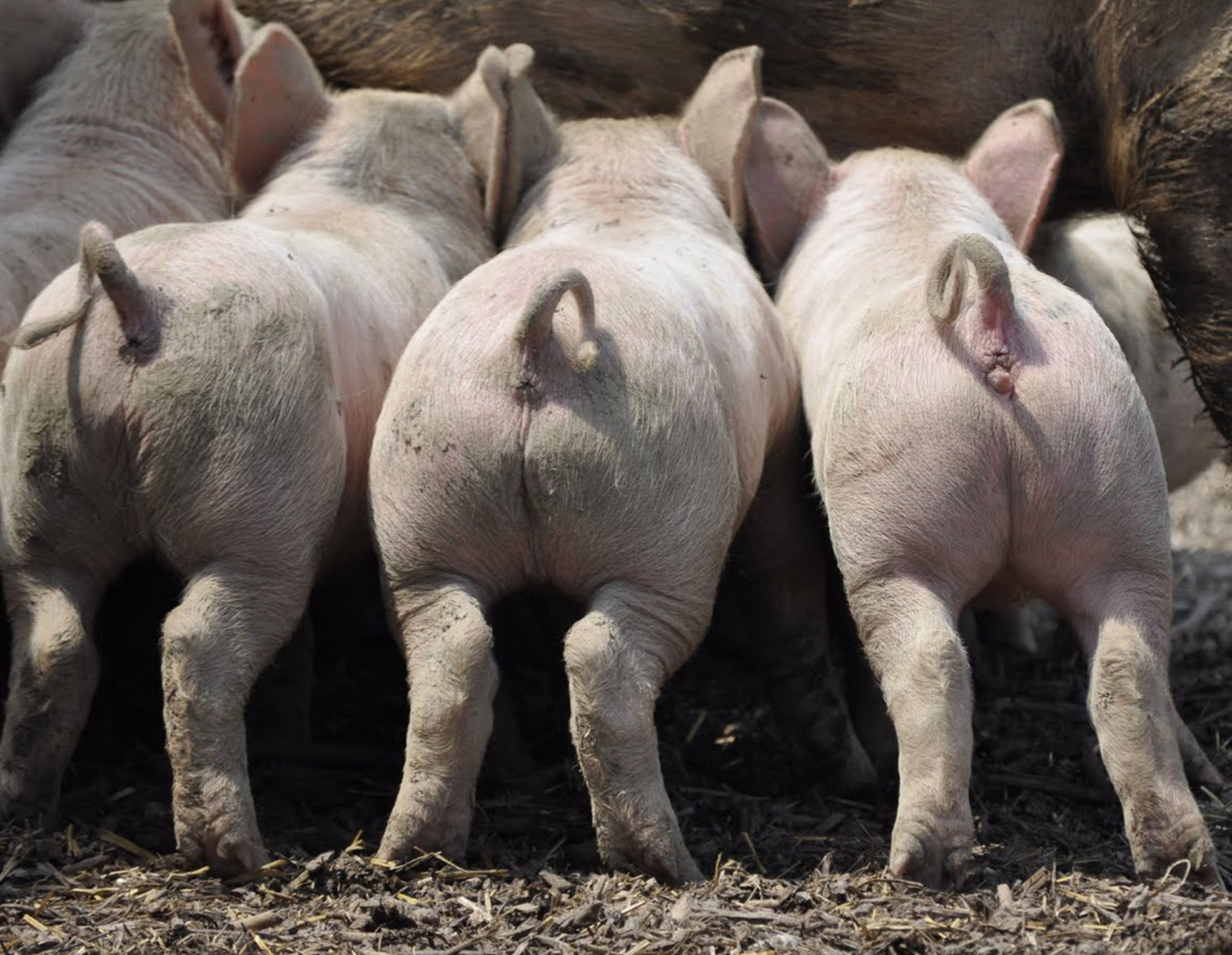 Vier Erfolgsgeschichten Spaniens: Öl, Wein, Fleisch und Gartenbau