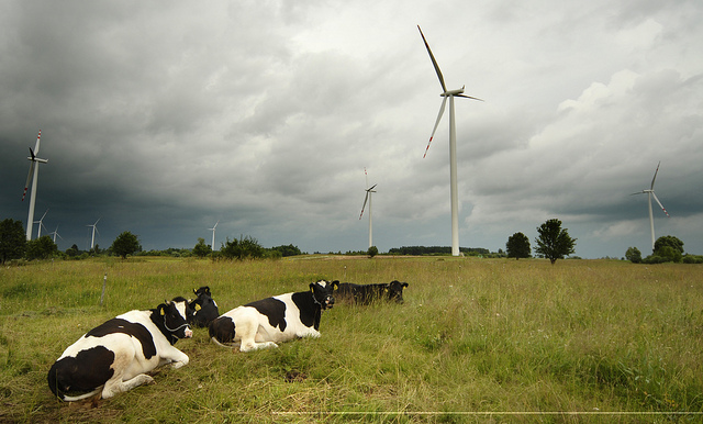 Nachhaltige Landwirtschaft: Tschechen trauen Erneuerbaren nicht über den Weg