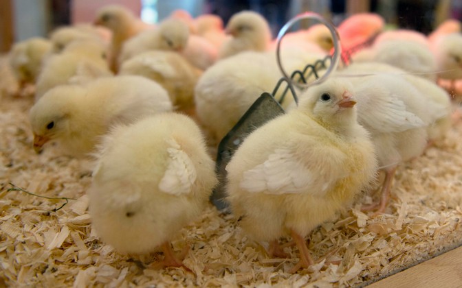 Kükentötung in der Landwirtschaft: Das Schreddern geht weiter