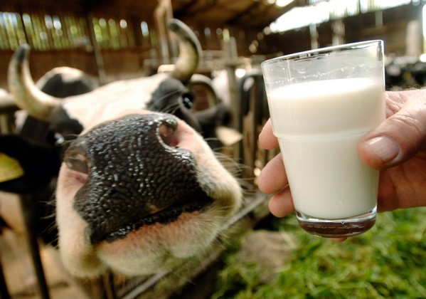 Milchkrise: 10.000 Bauern in Deutschland reduzieren Milchmenge