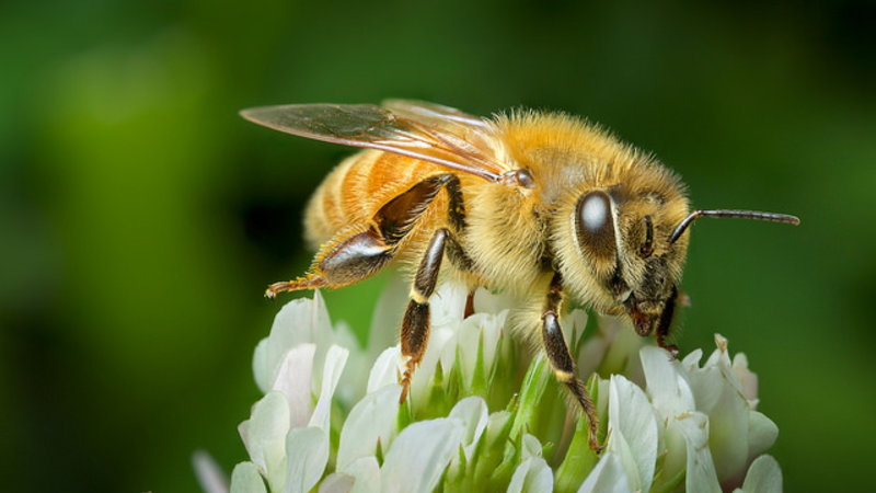 Bienen siegen vor Gericht