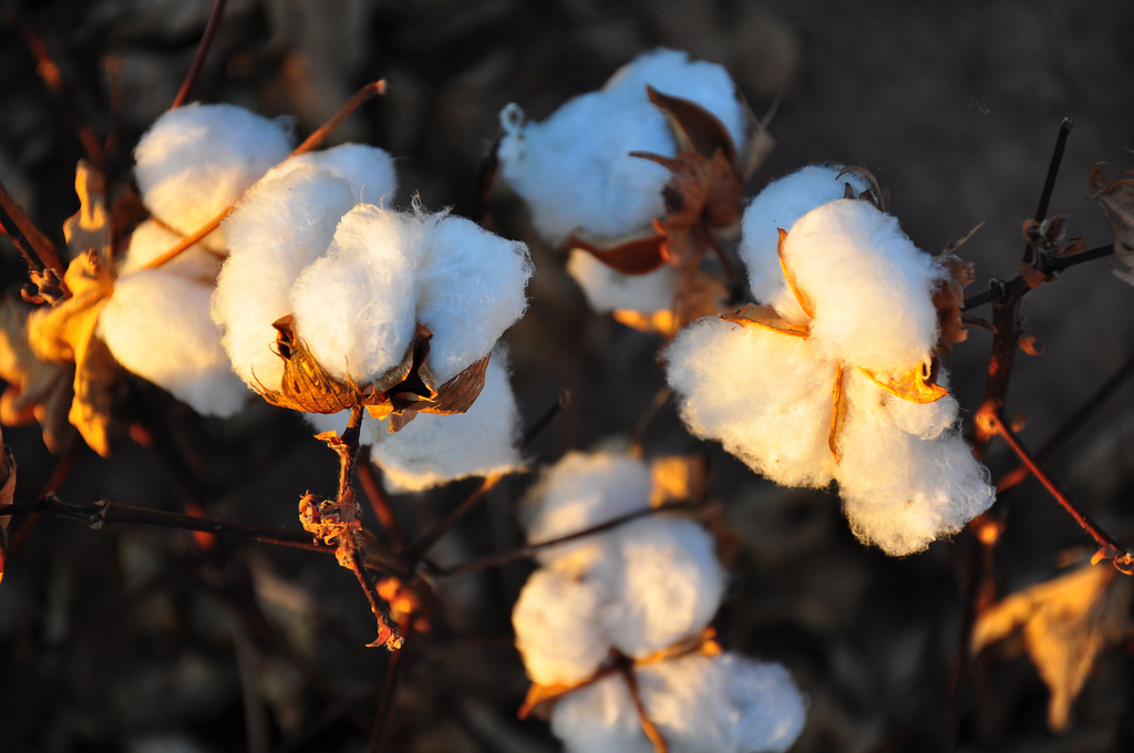 cotton_CREDIT[Kimberly Vardeman_Flickr]