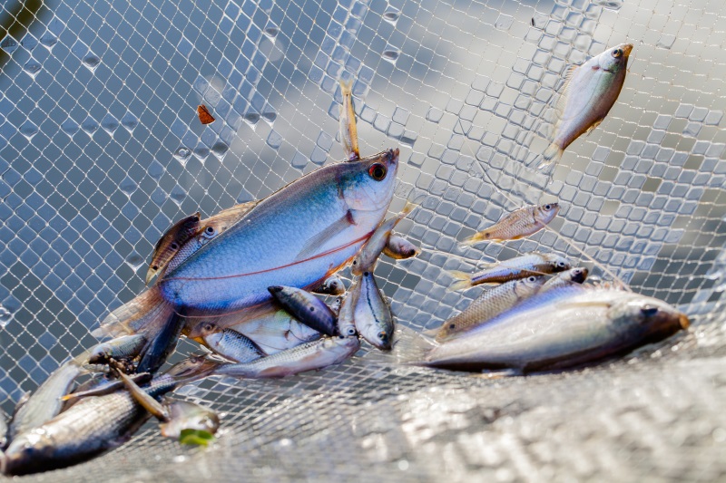 Geben und Nehmen: Das neue Fischereiabkommen zwischen der EU und Mauretanien