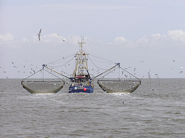 EU legt Fangquoten für die Ostsee fest