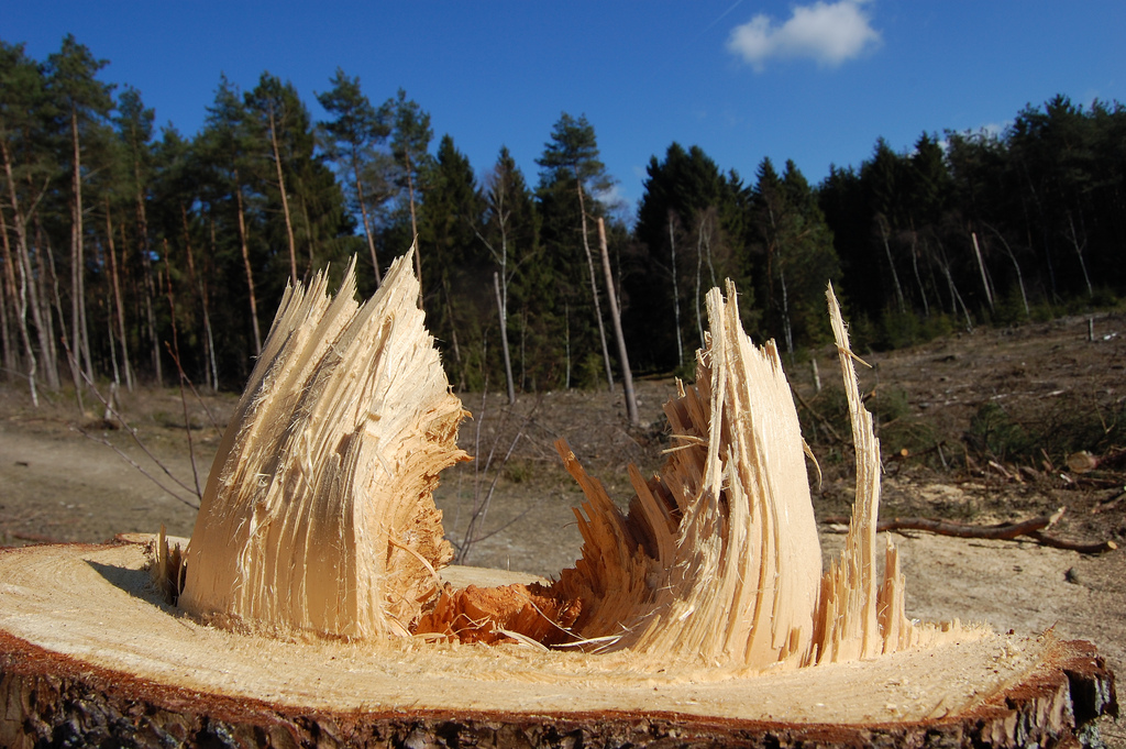 deforestation_agriculture_forest_CREDIT[Angela Marie_Flickr]