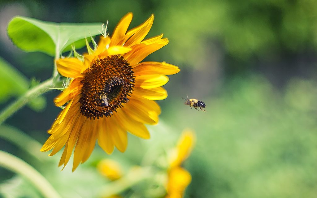 bees-sunflower-pesticides-creditkyle-garrity-flickr