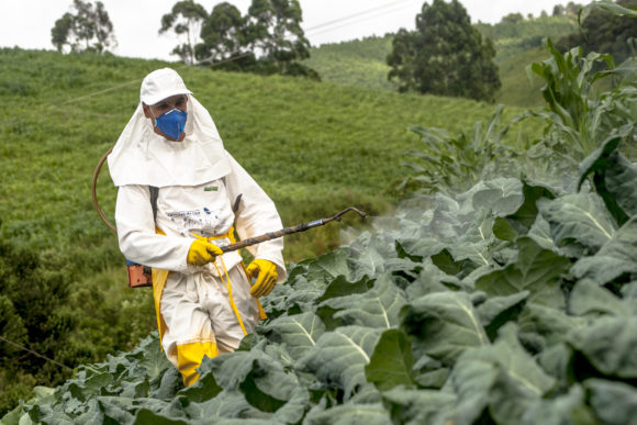 EFSA: Immer mehr importierte Lebensmittel übermäßig mit Pestiziden belastet