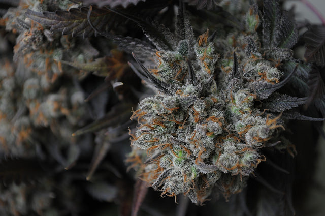 Albanien tut sich schwer im Kampf gegen den Cannabisanbau