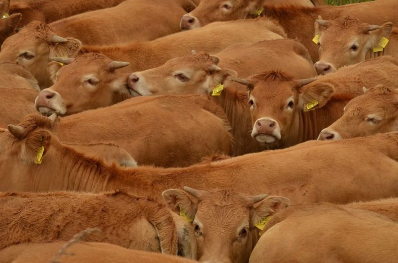 NGOs verklagen Deutschland wegen Luftverschmutzung