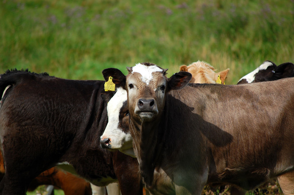 cow_farm_agriculture_Spain_CREDIT[Tim Parkinson_Flickr]