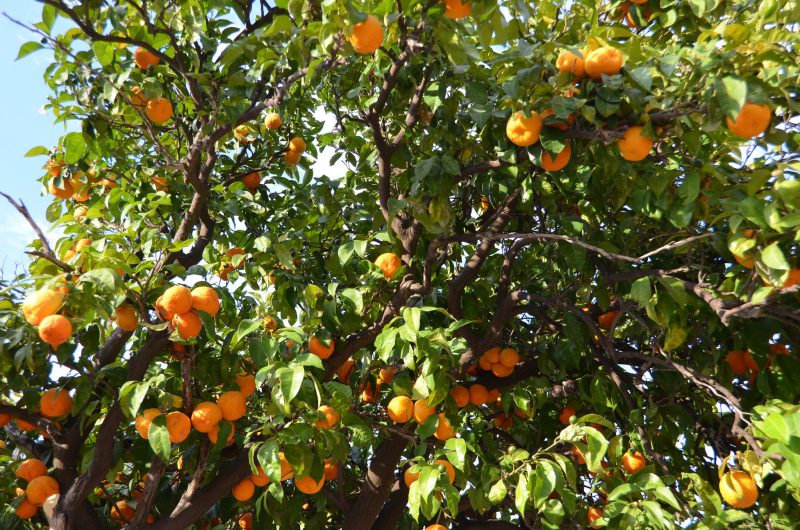 Spanien: Lebensmittelexporte steigen kontinuierlich