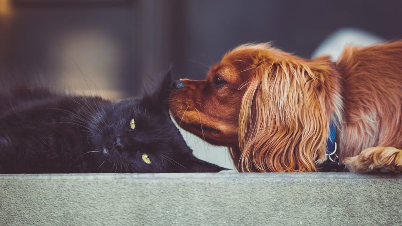 Spanien beschließt neues Tierschutzgesetz