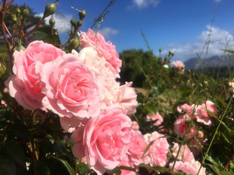 Blumen aus Afrika: Das undurchsichtige Geschäft mit der Rose zum Muttertag