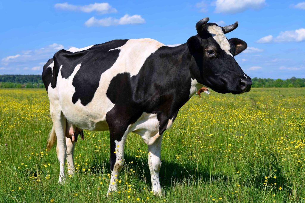 Nur wo sie an der Produktion beteiligt war, darf „Milch“ oder „Käse“ auf der Verpackung stehen: Kuh auf einer Sommerwiese.