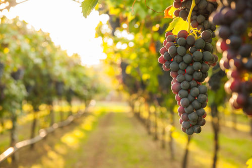Bio-Weine hinterlassen allmählich ihre Spuren in der französischen Weinindustrie