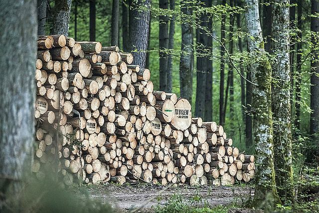 EU will mit Vorschriften zur Waldnutzung Klimaschutz stärken