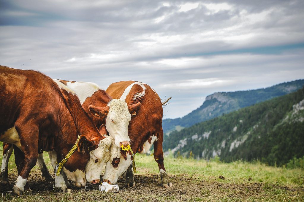 CAP_France_cow_farm_CREDIT[Nicolas Perrony_Flickr]